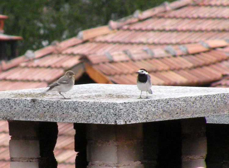 Giovane di Ballerina bianca (Motacilla alba)